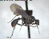  (Stegomyrmex - YB-BCI148487)  @13 [ ] CreativeCommons - Attribution (2017) Yves Basset Smithsonian Tropical Research Institute