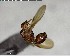  ( - YB-BCI148552)  @12 [ ] CreativeCommons - Attribution (2017) Yves Basset Smithsonian Tropical Research Institute