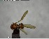  ( - YB-BCI142436)  @12 [ ] CreativeCommons - Attribution (2017) Yves Basset Smithsonian Tropical Research Institute