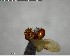  ( - YB-BCI142436)  @12 [ ] CreativeCommons - Attribution (2017) Yves Basset Smithsonian Tropical Research Institute
