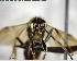  ( - YB-BCI146146)  @12 [ ] CreativeCommons - Attribution (2017) Yves Basset Smithsonian Tropical Research Institute