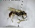  ( - YB-BCI146146)  @13 [ ] CreativeCommons - Attribution (2017) Yves Basset Smithsonian Tropical Research Institute