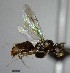  (Technomyrmex fulvus - YB-BCI126609)  @14 [ ] Unspecified (default): All Rights Reserved  No Rights Reserved Unspecified
