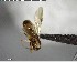  ( - YB-BCI146464)  @12 [ ] CreativeCommons - Attribution (2017) Yves Basset Smithsonian Tropical Research Institute