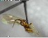  ( - YB-BCI150653)  @12 [ ] CreativeCommons - Attribution (2017) Yves Basset Smithsonian Tropical Research Institute