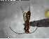  ( - YB-BCI152821)  @12 [ ] CreativeCommons - Attribution (2017) Yves Basset Smithsonian Tropical Research Institute