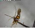  ( - YB-BCI152821)  @12 [ ] CreativeCommons - Attribution (2017) Yves Basset Smithsonian Tropical Research Institute
