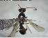  ( - YB-BCI137575)  @12 [ ] CreativeCommons - Attribution (2017) Yves Basset Smithsonian Tropical Research Institute