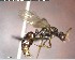  ( - YB-BCI137575)  @12 [ ] CreativeCommons - Attribution (2017) Yves Basset Smithsonian Tropical Research Institute