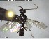  ( - YB-BCI146781)  @12 [ ] CreativeCommons - Attribution (2017) Yves Basset Smithsonian Tropical Research Institute