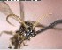 ( - YB-BCI146781)  @12 [ ] CreativeCommons - Attribution (2017) Yves Basset Smithsonian Tropical Research Institute