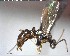  ( - YB-BCI146781)  @12 [ ] CreativeCommons - Attribution (2017) Yves Basset Smithsonian Tropical Research Institute