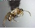  ( - YB-BCI156412)  @12 [ ] CreativeCommons - Attribution (2017) Yves Basset Smithsonian Tropical Research Institute