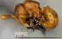 (Discothyrea denticulata - YB-BCI163444)  @13 [ ] No Rights Reserved  Unspecified Unspecified