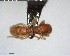  ( - YB-BCI73125)  @12 [ ] CreativeCommons - Attribution (2017) Yves Basset Smithsonian Tropical Research Institute