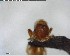  ( - YB-BCI73125)  @12 [ ] CreativeCommons - Attribution (2017) Yves Basset Smithsonian Tropical Research Institute