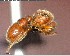  ( - YB-BCI73125)  @12 [ ] CreativeCommons - Attribution (2017) Yves Basset Smithsonian Tropical Research Institute