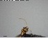  ( - YB-BCI123886)  @12 [ ] CreativeCommons - Attribution (2017) Yves Basset Smithsonian Tropical Research Institute