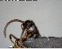  ( - YB-BCI123886)  @12 [ ] CreativeCommons - Attribution (2017) Yves Basset Smithsonian Tropical Research Institute