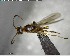  ( - YB-BCI146129)  @12 [ ] CreativeCommons - Attribution (2017) Yves Basset Smithsonian Tropical Research Institute
