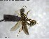 ( - YB-BCI150894)  @12 [ ] CreativeCommons - Attribution (2017) Yves Basset Smithsonian Tropical Research Institute