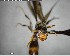  (Pseudomyrmex satanicus - YB-BCI150894)  @12 [ ] CreativeCommons - Attribution (2017) Yves Basset Smithsonian Tropical Research Institute