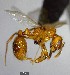  (Megalomyrmex symmetochus - YB-BCI126444)  @13 [ ] Unspecified (default): All Rights Reserved  No Rights Reserved Unspecified