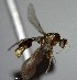  (Solenopsis ADE0809 - YB-BCI126599)  @14 [ ] Unspecified (default): All Rights Reserved  No Rights Reserved Unspecified