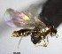  (Solenopsis AAZ7930 - YB-BCI129308)  @13 [ ] Unspecified (default): All Rights Reserved  No Rights Reserved Unspecified