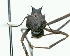  (Acromyrmex octospinosus - MEKOU012501)  @12 [ ] CreativeCommons - Attribution (2013) David A. Donoso UTPL