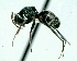  (Camponotus linnaei - MEKOU012521)  @14 [ ] CreativeCommons - Attribution (2013) David A. Donoso UTPL