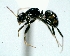  (Camponotus cuneidorsus - MEKOU012561)  @13 [ ] CreativeCommons - Attribution (2013) David A. Donoso UTPL