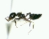  (Crematogaster carinata - MEKOU012572)  @13 [ ] CreativeCommons - Attribution (2013) David A. Donoso UTPL