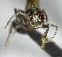  (Crematogaster ACG3752 carinata - YB-BCI154108)  @11 [ ] No Rights Reserved  Unspecified Unspecified