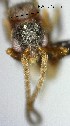  (Strumigenys spathula - YB-BCI155008)  @11 [ ] No Rights Reserved  Unspecified Unspecified