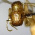  (Camponotus curviscapus - YB-BCI155149)  @11 [ ] No Rights Reserved  Unspecified Unspecified