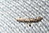  (Eupithecia sp. 2YB - YB-BCI189250)  @11 [ ] No Rights Reserved  Unspecified Unspecified