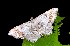  (Macaria sp. 6YB - YB-BCI189903)  @11 [ ] No Rights Reserved  Unspecified Unspecified