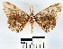  (Betulodes matharmaYB01Pn - YB-BCI17753)  @14 [ ] No Rights Reserved  Unspecified Unspecified
