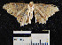  (Macaria sp. 4YB - YB-BCI14810)  @13 [ ] No Rights Reserved  Unspecified Unspecified