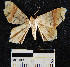  (Macaria approximata - YB-BCI22574)  @13 [ ] No Rights Reserved  Unspecified Unspecified