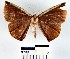  (Cimicodes sp. 1YB nr. albicosta - YB-BCI22410)  @14 [ ] No Rights Reserved  Unspecified Unspecified