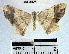  (Macaria sp. 2YB - YB-BCI37528)  @13 [ ] No Rights Reserved  Unspecified Unspecified