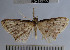  (Cyclophora sp. 1YB - YB-BCI48652)  @13 [ ] No Rights Reserved  Unspecified Unspecified