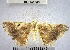  (Macaria sp. 14YB - YB-BCI141583)  @11 [ ] No Rights Reserved  Unspecified Unspecified