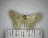  (Macaria sp. 17YB - YB-BCI174484)  @11 [ ] No Rights Reserved  Unspecified Unspecified