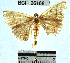  (Geometridae_incertae_sedis sp. 97YB - YB-BCI26168)  @11 [ ] No Rights Reserved  Unspecified Unspecified
