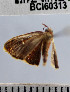  ( - YB-BCI60313)  @12 [ ] No Rights Reserved  Unspecified Unspecified