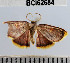  (Geometridae_incertae_sedis - YB-BCI62684)  @11 [ ] No Rights Reserved  Unspecified Unspecified