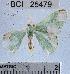  (Oospila dicraspedaDHJ02 - YB-BCI25479)  @12 [ ] No Rights Reserved (2011) Unspecified Unspecified